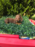 Data, a female Miniature Dachshund for sale in Florence, KY – 7 of 8