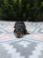 Shine , a male Miniature Dachshund for sale in Florence, KY – 5 of 6