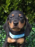 Static, a male Miniature Dachshund for sale in Florence, KY – 3 of 5