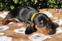 T, a male Miniature Dachshund for sale in Florence, KY – 6 of 6