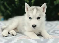 Song , a female Siberian Husky for sale in Florence, KY – 2 of 3