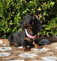 "Levy" - Pink Girl, a female Miniature Dachshund for sale in Florence, KY – 6 of 10