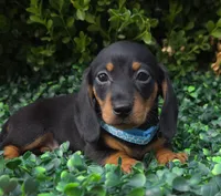 Static, a male Miniature Dachshund for sale in Florence, KY – 4 of 5