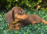 Glitch, a female Miniature Dachshund for sale in Florence, KY – 3 of 6