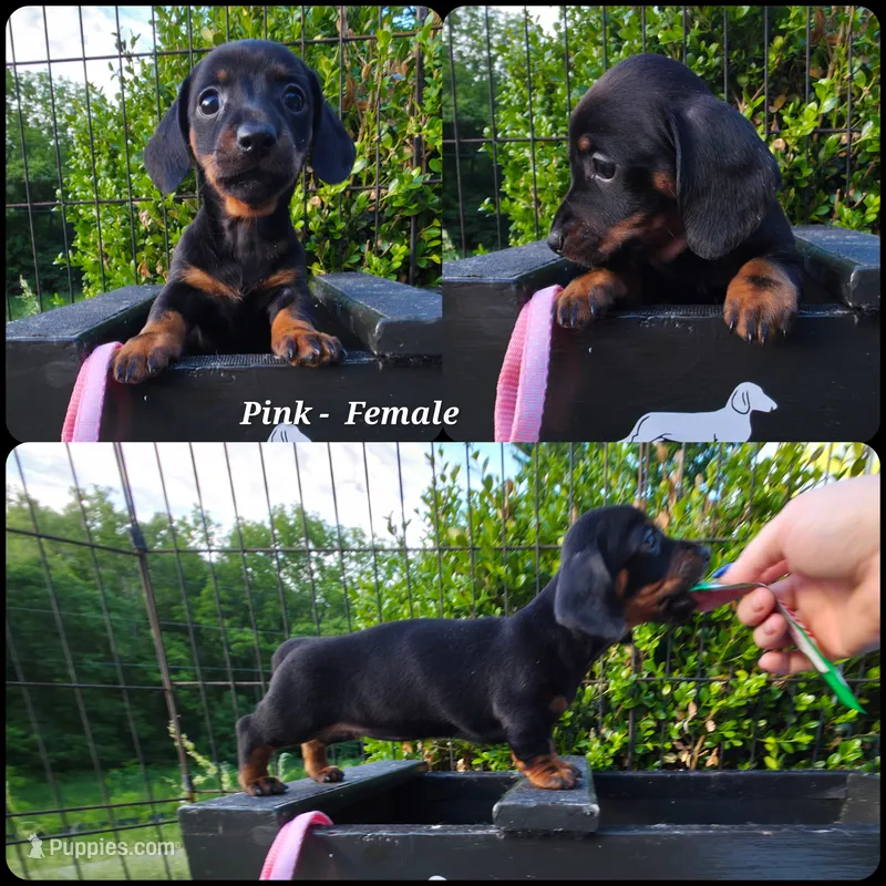 "Levy" - Pink Girl – Miniature Dachshund puppy for sale in Florence, KY