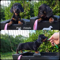 "Levy" - Pink Girl, a female Miniature Dachshund for sale in Florence, KY – 1 of 1