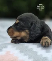 Shine , a male Miniature Dachshund for sale in Florence, KY – 2 of 6