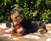 E, a male Miniature Dachshund for sale in Florence, KY – 5 of 5