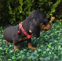 Hacker, a male Miniature Dachshund for sale in Florence, KY – 3 of 4