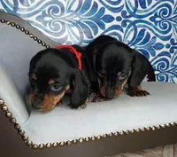 Apple*SC*AKC, a male Miniature Dachshund for sale in Florence, KY – Photo 5 of 5