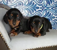 Apple*SC*AKC, a male Miniature Dachshund for sale in Florence, KY – Photo 3 of 5