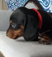 Apple*SC*AKC, a male Miniature Dachshund for sale in Florence, KY – Photo 4 of 5