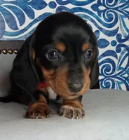 Apple*SC*AKC, a male Miniature Dachshund for sale in Florence, KY – Photo 1 of 5