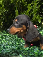 Hacker, a male Miniature Dachshund for sale in Florence, KY – 2 of 4