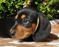 J, a male Miniature Dachshund for sale in Florence, KY – 5 of 7
