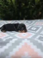 Sterling , a male Miniature Dachshund for sale in Florence, KY – 2 of 6