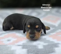 Glimmer, a female Miniature Dachshund for sale in Florence, KY – 2 of 3