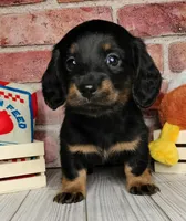 Baguette. . . Long Coat, a female Miniature Dachshund for sale in Florence, KY – Photo 2 of 10