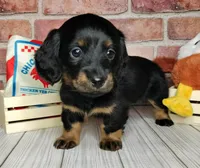 Baguette. . . Long Coat, a female Miniature Dachshund for sale in Florence, KY – Photo 1 of 10