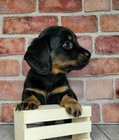 Baguette. . . Long Coat, a female Miniature Dachshund for sale in Florence, KY – Photo 9 of 10