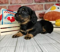 Baguette. . . Long Coat, a female Miniature Dachshund for sale in Florence, KY – Photo 6 of 10