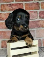 Baguette. . . Long Coat, a female Miniature Dachshund for sale in Florence, KY – Photo 4 of 10