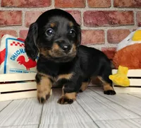 Baguette. . . Long Coat, a female Miniature Dachshund for sale in Florence, KY – Photo 7 of 10