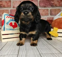Baguette. . . Long Coat, a female Miniature Dachshund for sale in Florence, KY – Photo 10 of 10
