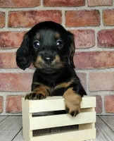 Baguette. . . Long Coat, a female Miniature Dachshund for sale in Florence, KY – Photo 8 of 10