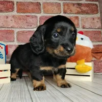 Baguette. . . Long Coat, a female Miniature Dachshund for sale in Florence, KY – Photo 3 of 10