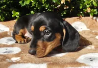 E, a male Miniature Dachshund for sale in Florence, KY – 4 of 5
