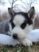 Rachelle, a female Siberian Husky for sale in Florence, KY – Photo 2 of 8