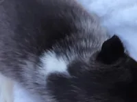 Rachelle, a female Siberian Husky for sale in Florence, KY – Photo 4 of 8