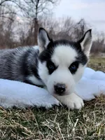Rachelle, a female Siberian Husky for sale in Florence, KY – Photo 8 of 8