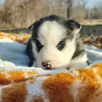 Rachelle, a female Siberian Husky for sale in Florence, KY – Photo 1 of 8