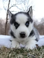 Rachelle, a female Siberian Husky for sale in Florence, KY – Photo 5 of 8