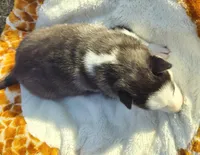 Rachelle, a female Siberian Husky for sale in Florence, KY – Photo 3 of 8