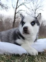Rachelle, a female Siberian Husky for sale in Florence, KY – Photo 6 of 8