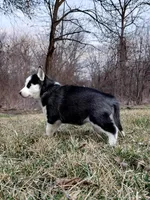 Rachelle, a female Siberian Husky for sale in Florence, KY – Photo 7 of 8