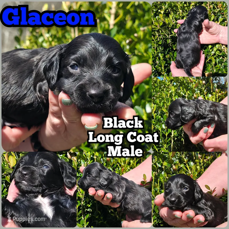 B – Miniature Dachshund puppy for sale in Florence, KY