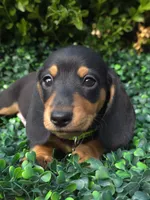 Cyber , a male Miniature Dachshund for sale in Florence, KY – 1 of 4