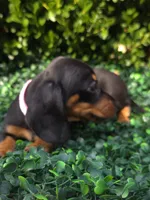 Wifi, a female Miniature Dachshund for sale in Florence, KY – 3 of 5
