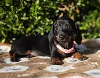 "Levy" - Pink Girl, a female Miniature Dachshund for sale in Florence, KY – 4 of 10