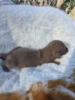 Spice (dapple), a female Miniature Dachshund for sale in Florence, KY – Photo 7 of 10