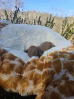 Spice (dapple), a female Miniature Dachshund for sale in Florence, KY – Photo 6 of 10