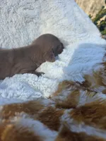 Spice (dapple), a female Miniature Dachshund for sale in Florence, KY – Photo 8 of 10