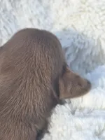 Spice (dapple), a female Miniature Dachshund for sale in Florence, KY – Photo 3 of 10