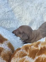 Spice (dapple), a female Miniature Dachshund for sale in Florence, KY – Photo 2 of 10