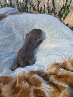 Spice (dapple), a female Miniature Dachshund for sale in Florence, KY – Photo 10 of 10