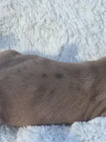 Spice (dapple), a female Miniature Dachshund for sale in Florence, KY – Photo 5 of 10